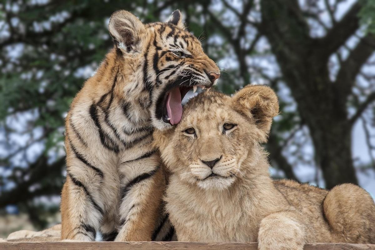 Фото тигр и Лион
